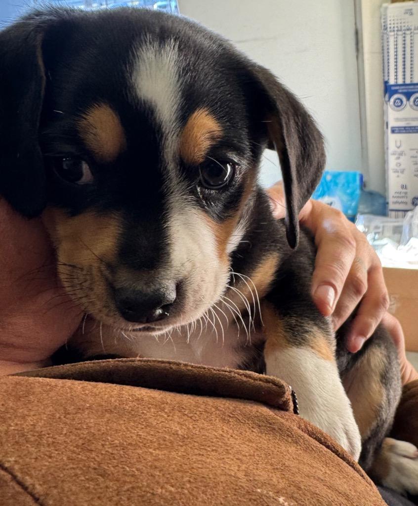 Enlarge Paw-blo Esco-bark, a Adoptable mixed breed in Winnipeg, MB image 1/1