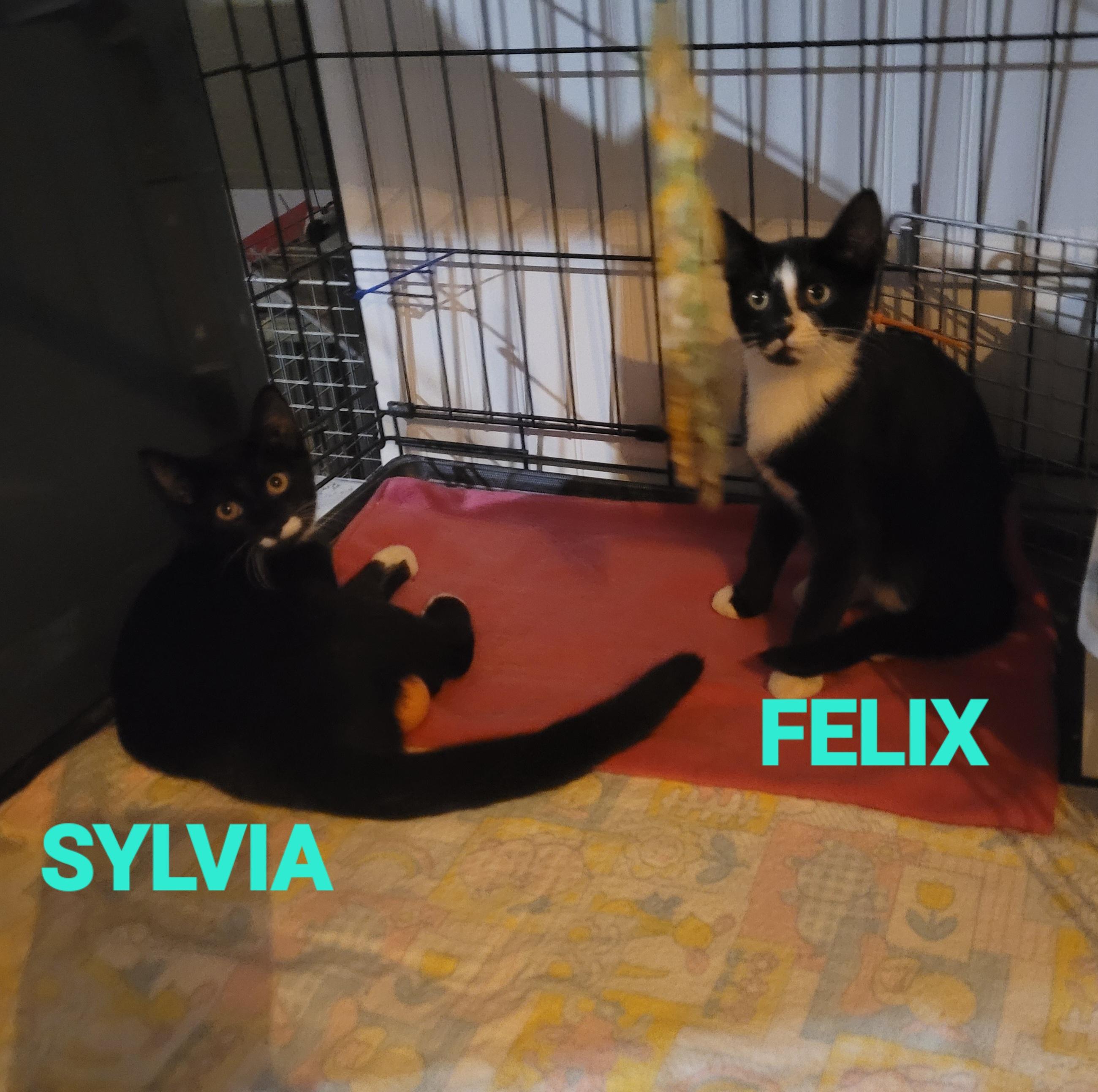 Enlarge Felix & Sylvia, a Adoptable American Shorthair in Mount Pleasant, SC image 1/3
