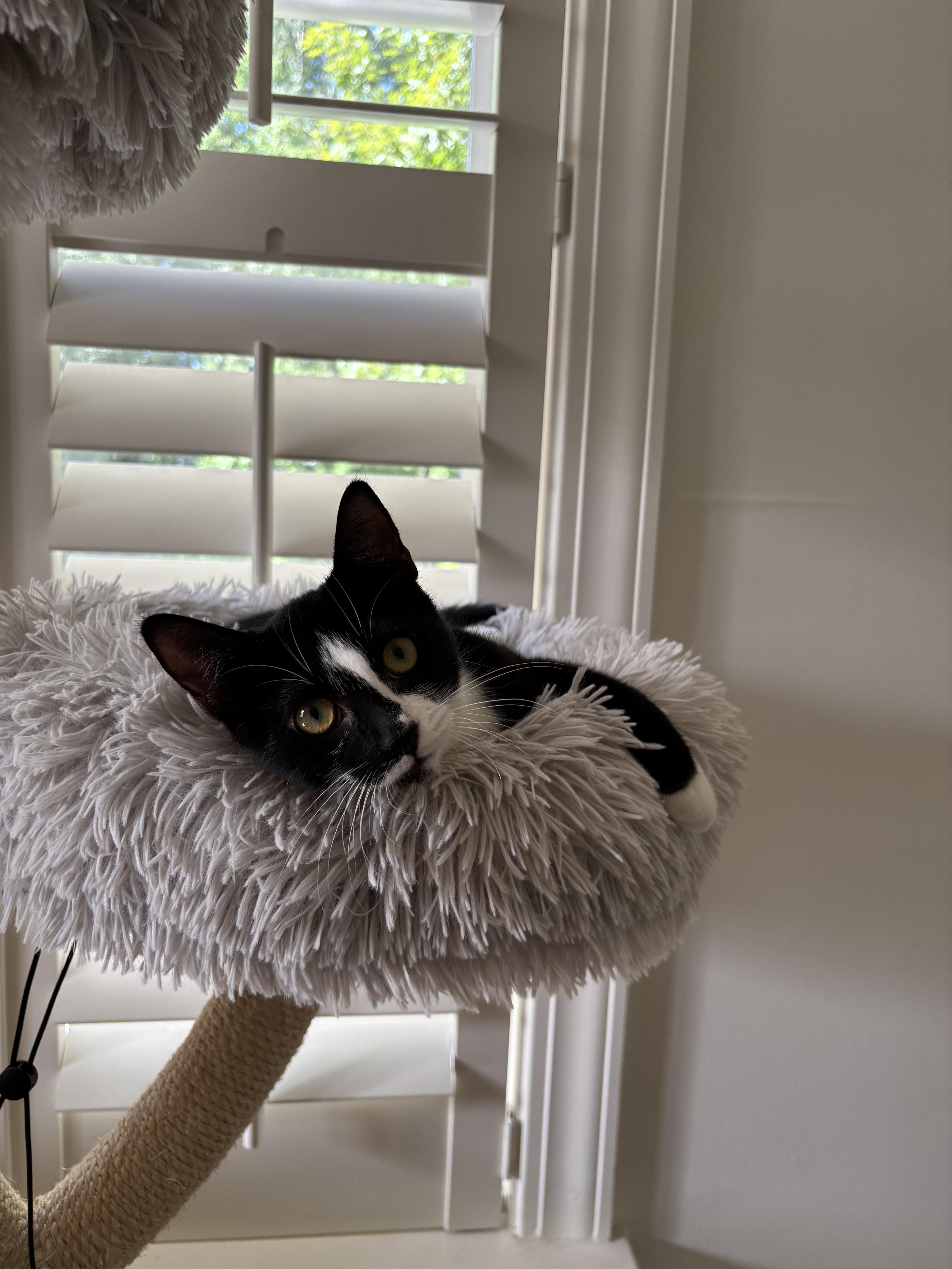 Enlarge Felix & Sylvia, a Adoptable American Shorthair in Mount Pleasant, SC image 2/2