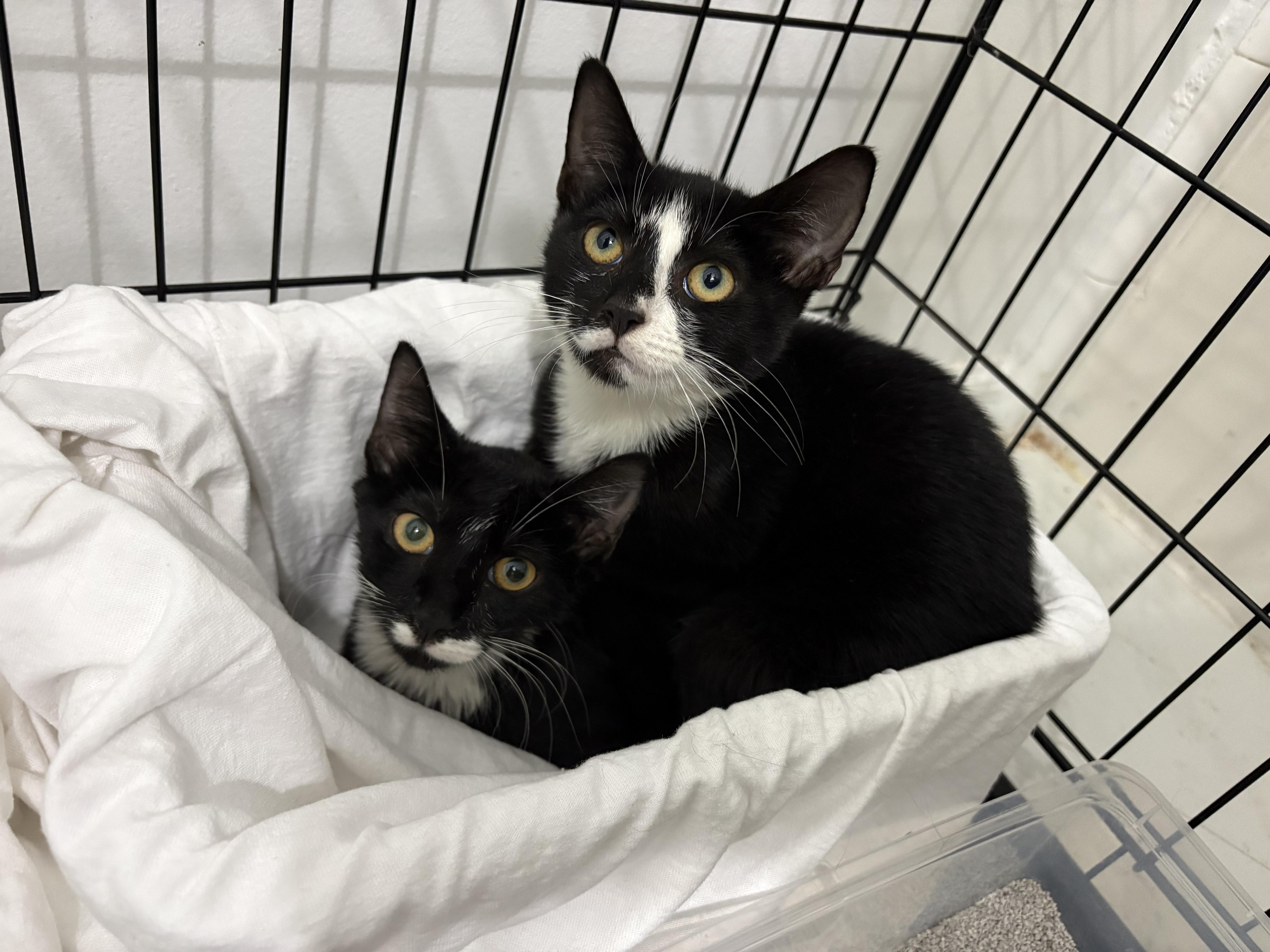 Enlarge Felix & Sylvia, a Adoptable American Shorthair in Mount Pleasant, SC image 3/3
