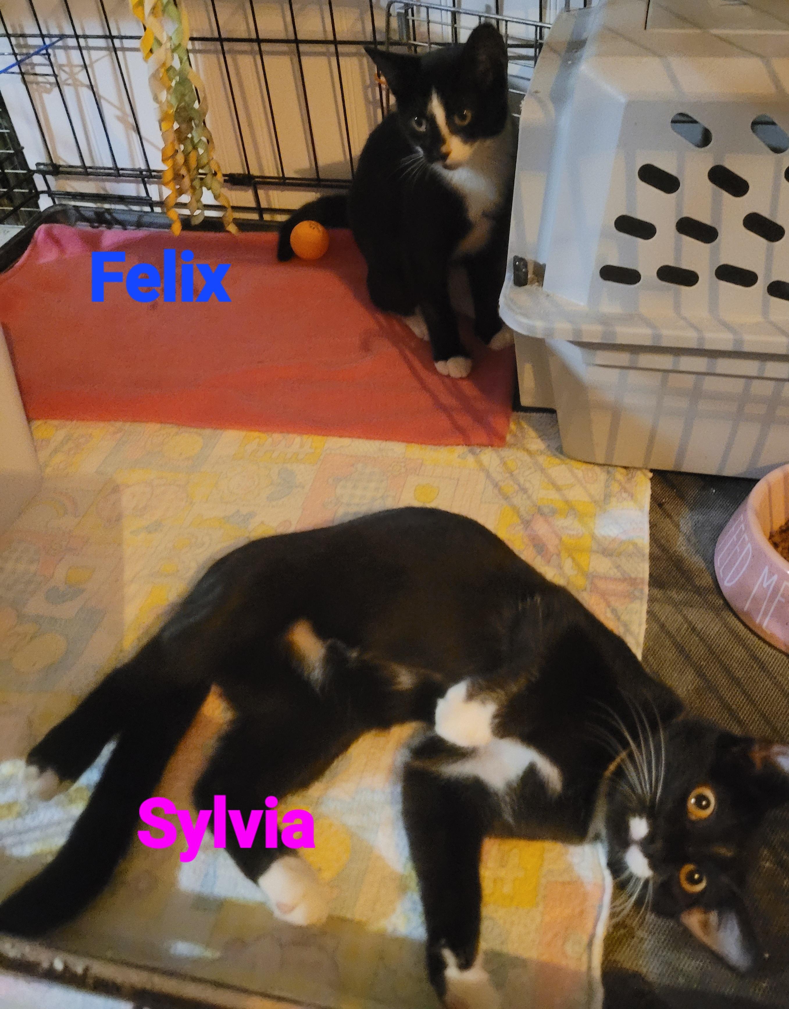 Enlarge Felix & Sylvia, a Adoptable American Shorthair in Mount Pleasant, SC image 2/3