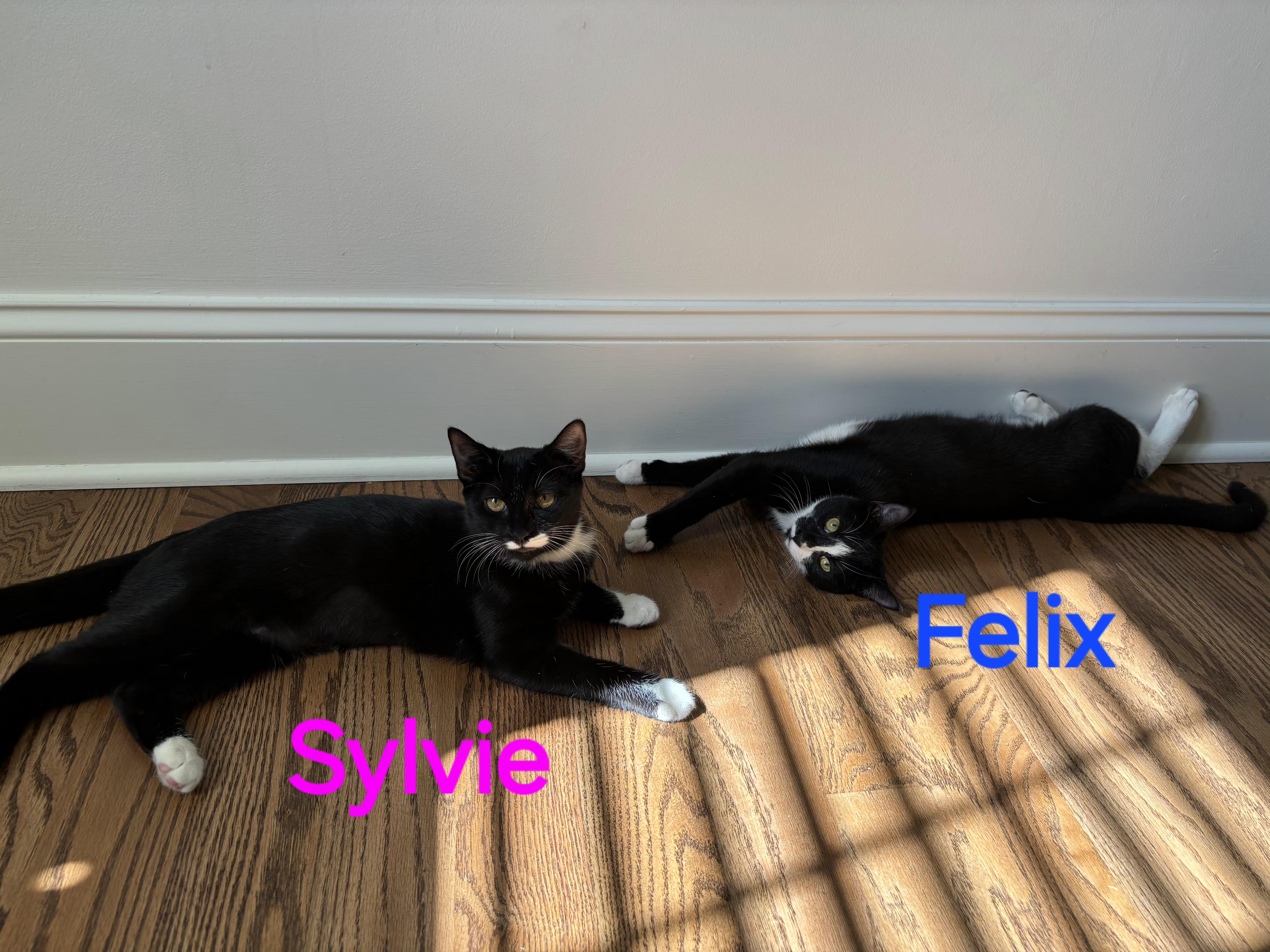 Enlarge Felix & Sylvia, a Adoptable American Shorthair in Mount Pleasant, SC image 1/2
