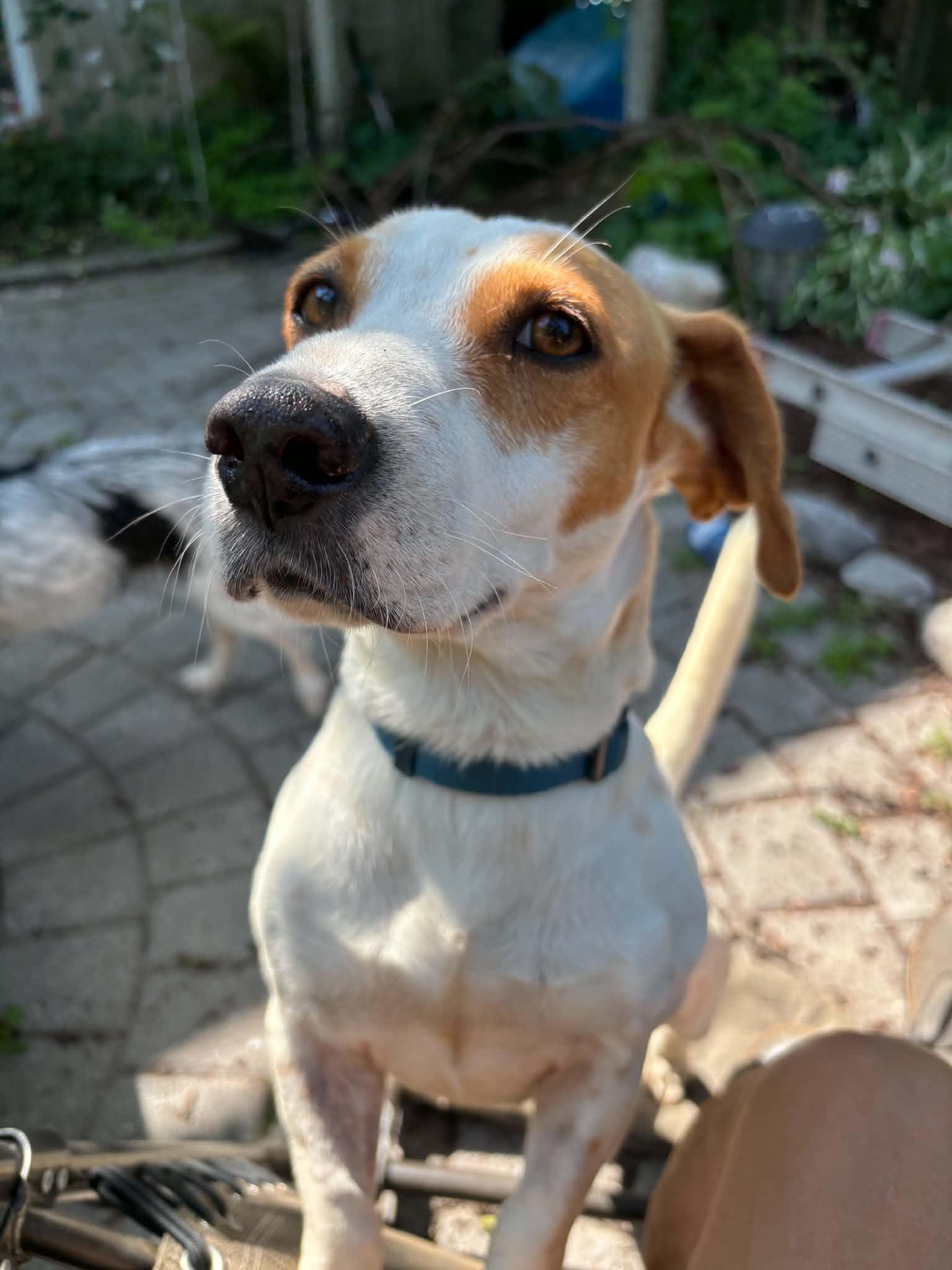 Jake, ADOPTABLE, Adult Male Jack Russell Terrier.