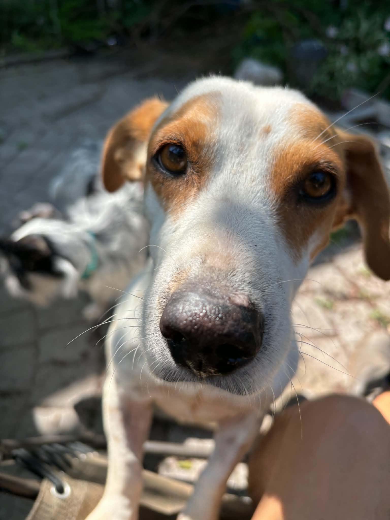 Enlarge Jake, a ADOPTABLE Jack Russell Terrier in Hamilton, ON image 4/6
