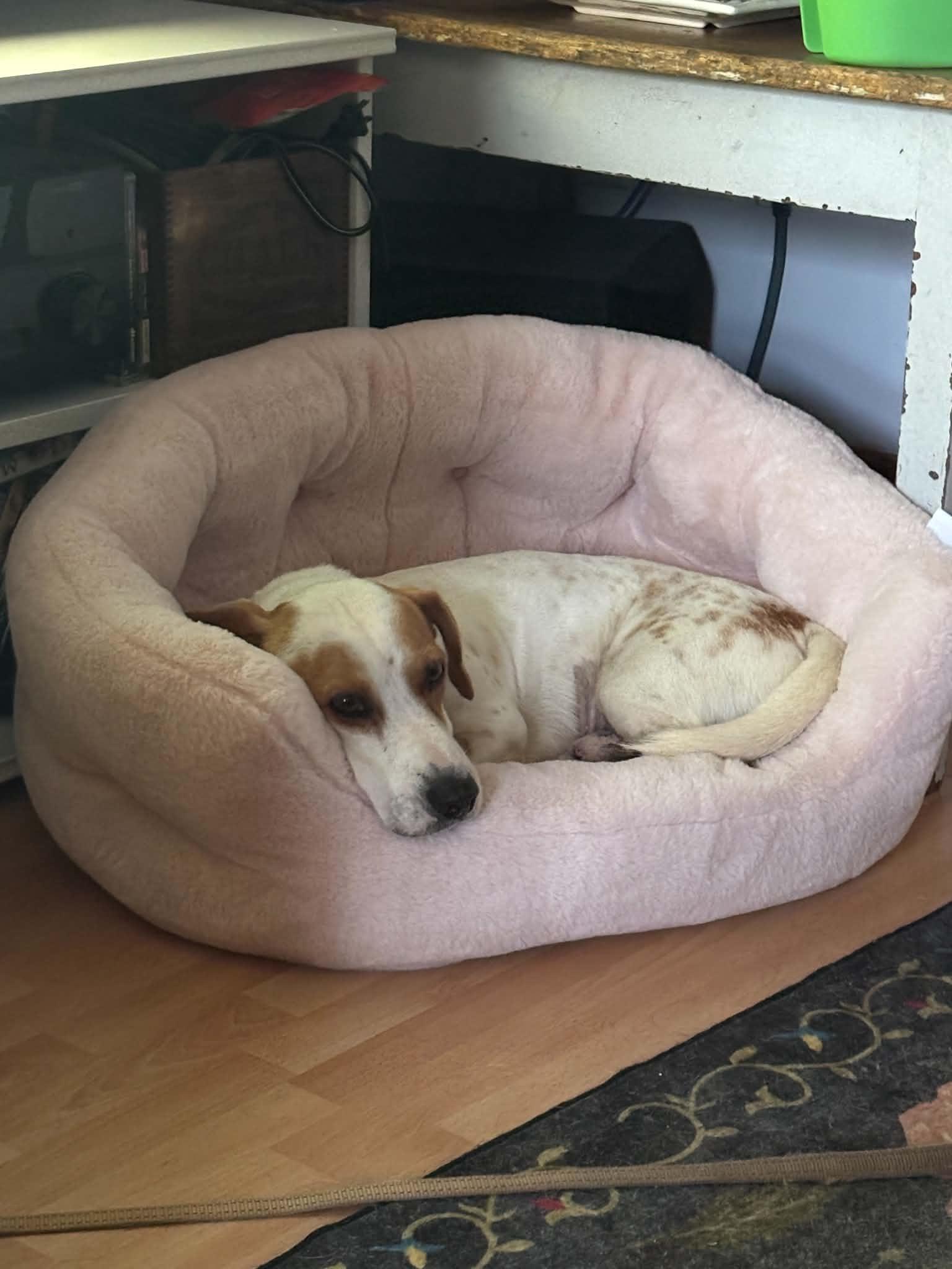 Enlarge Jake, a ADOPTABLE Jack Russell Terrier in Hamilton, ON image 6/6