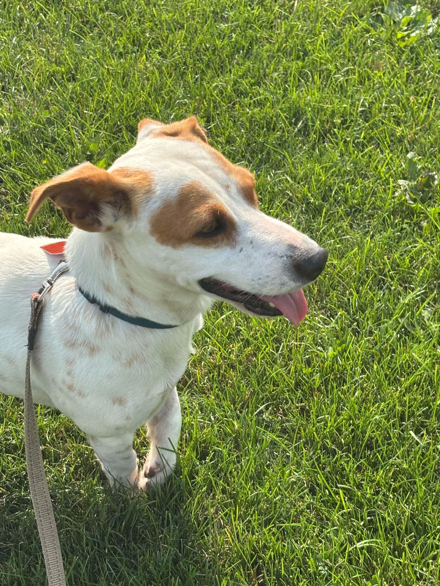 Enlarge Jake, a ADOPTABLE Jack Russell Terrier in Hamilton, ON image 5/6