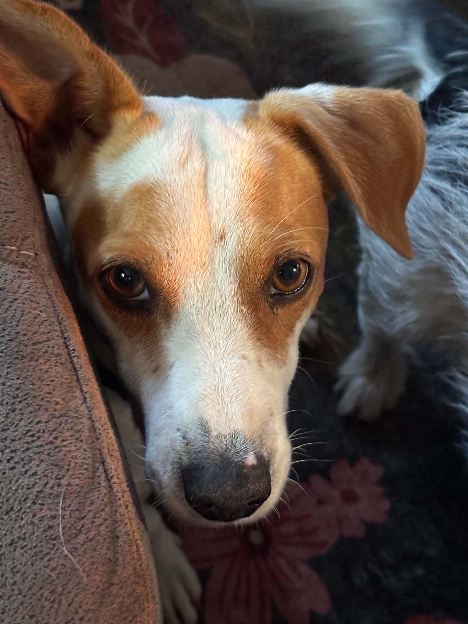 Enlarge Jake, a ADOPTABLE Jack Russell Terrier in Hamilton, ON image 3/6