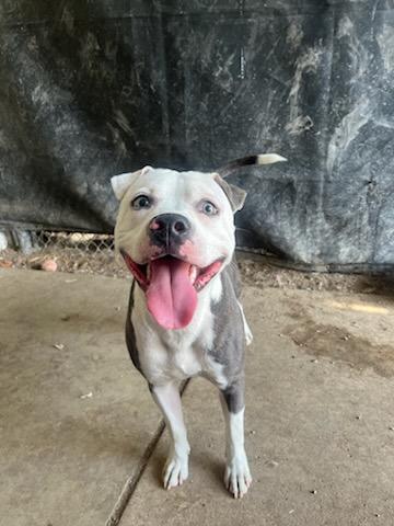 Bonnie