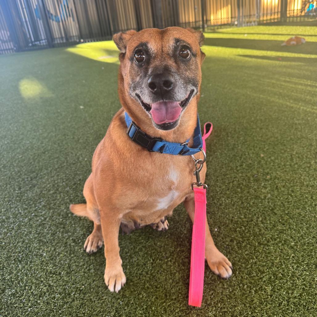 Pecan, Adoptable, Adult Female Boxer.