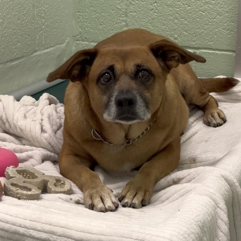 Enlarge Pecan, a Adoptable Boxer in West Palm Beach, FL image 2/6