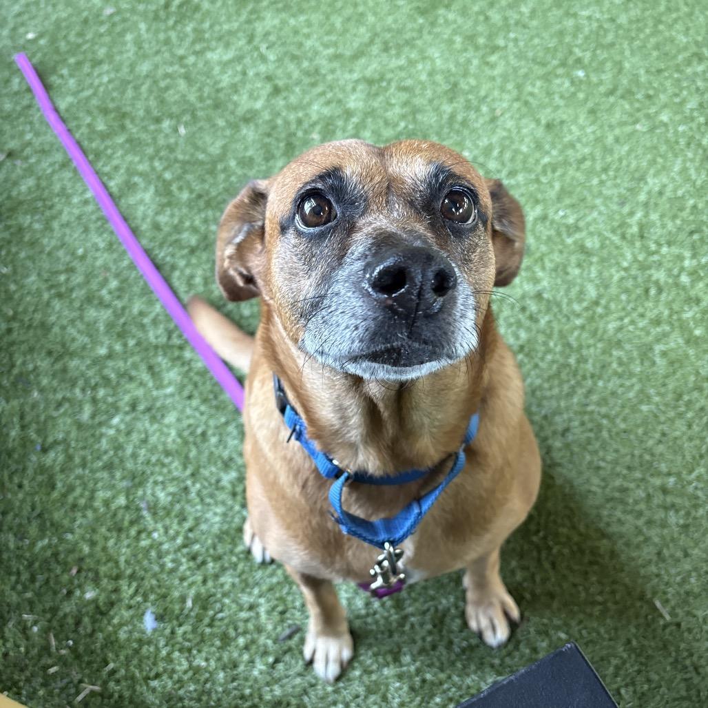 Enlarge Pecan, a Adoptable Boxer in West Palm Beach, FL image 3/6