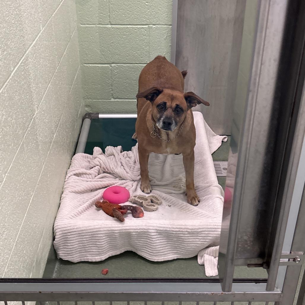 Enlarge Pecan, a Adoptable Boxer in West Palm Beach, FL image 4/6