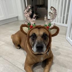 Enlarge Pecan, a Adoptable Boxer in West Palm Beach, FL image 5/6