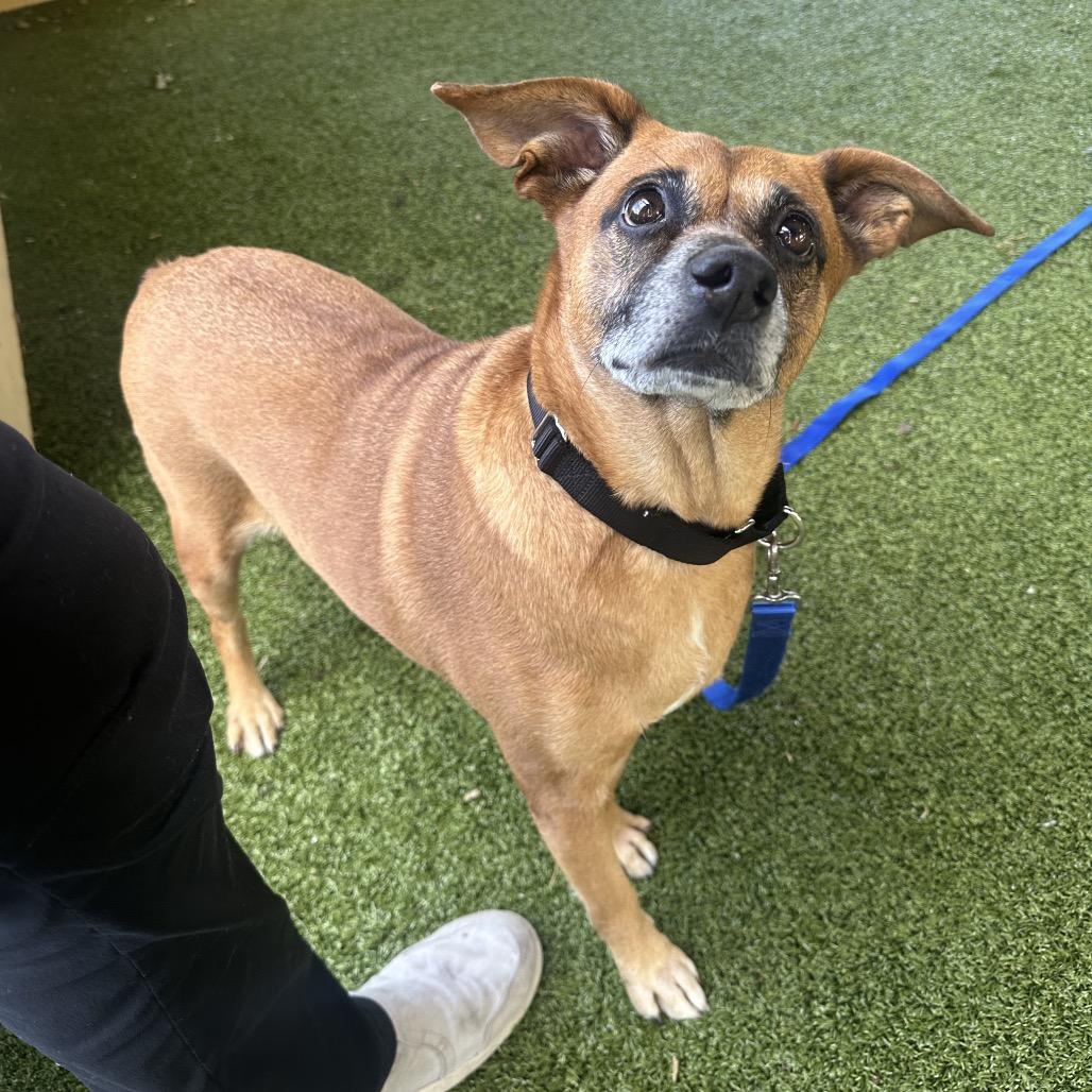 Enlarge Pecan, a Adoptable Boxer in West Palm Beach, FL image 5/6