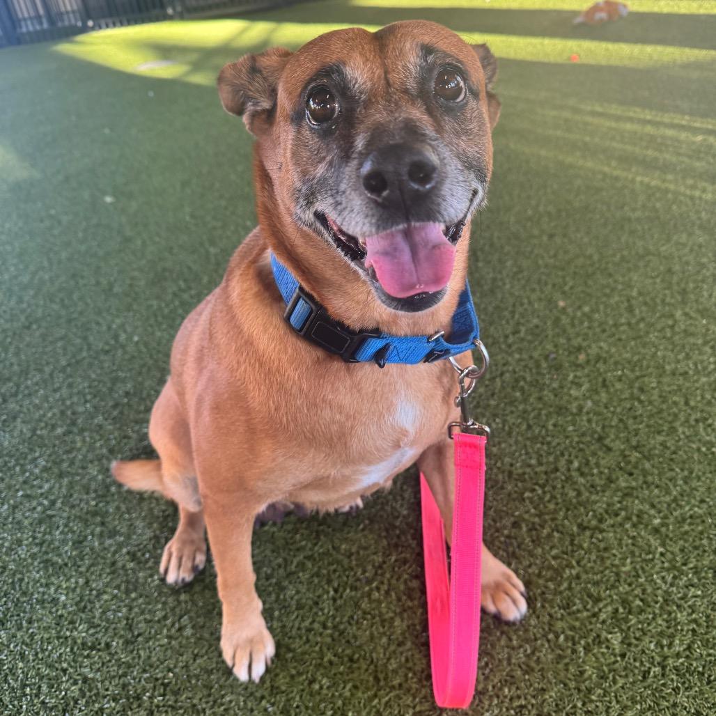 Enlarge Pecan, a Adoptable Boxer in West Palm Beach, FL image 6/6