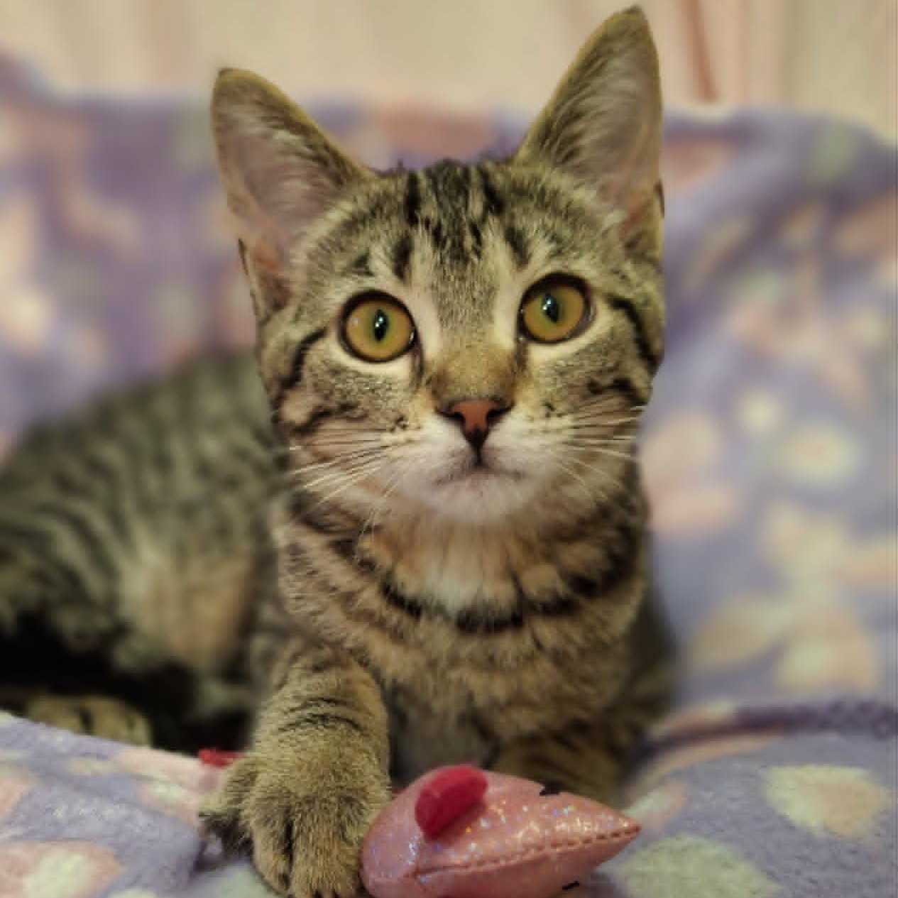 Enlarge Chickaree, a ADOPTABLE Domestic Short Hair in Watertown, WI image 3/6