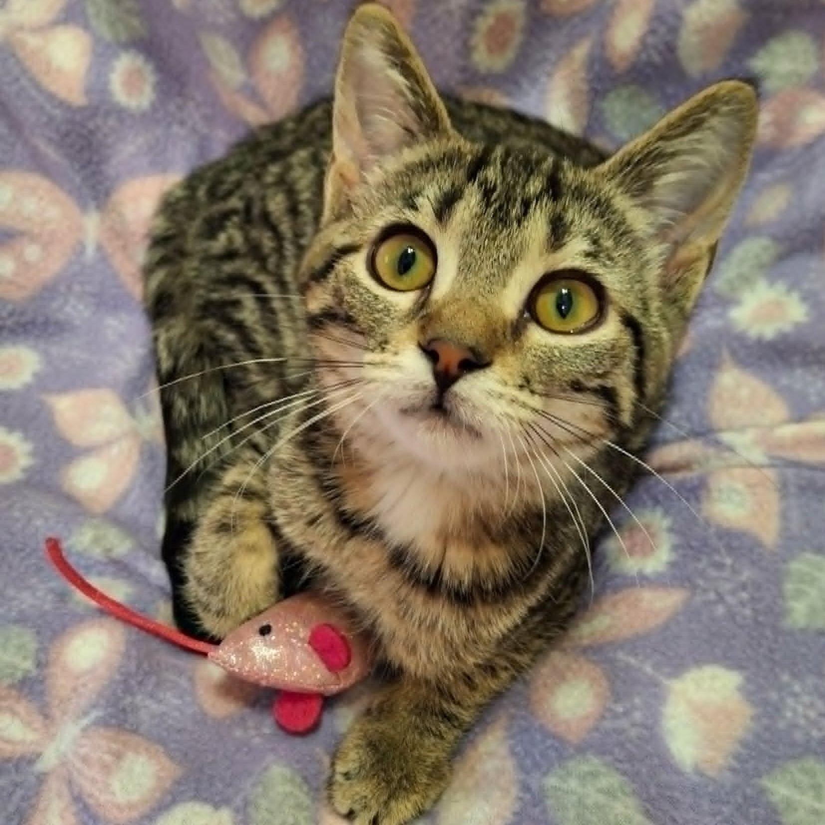 Enlarge Chickaree, a ADOPTABLE Domestic Short Hair in Watertown, WI image 5/6