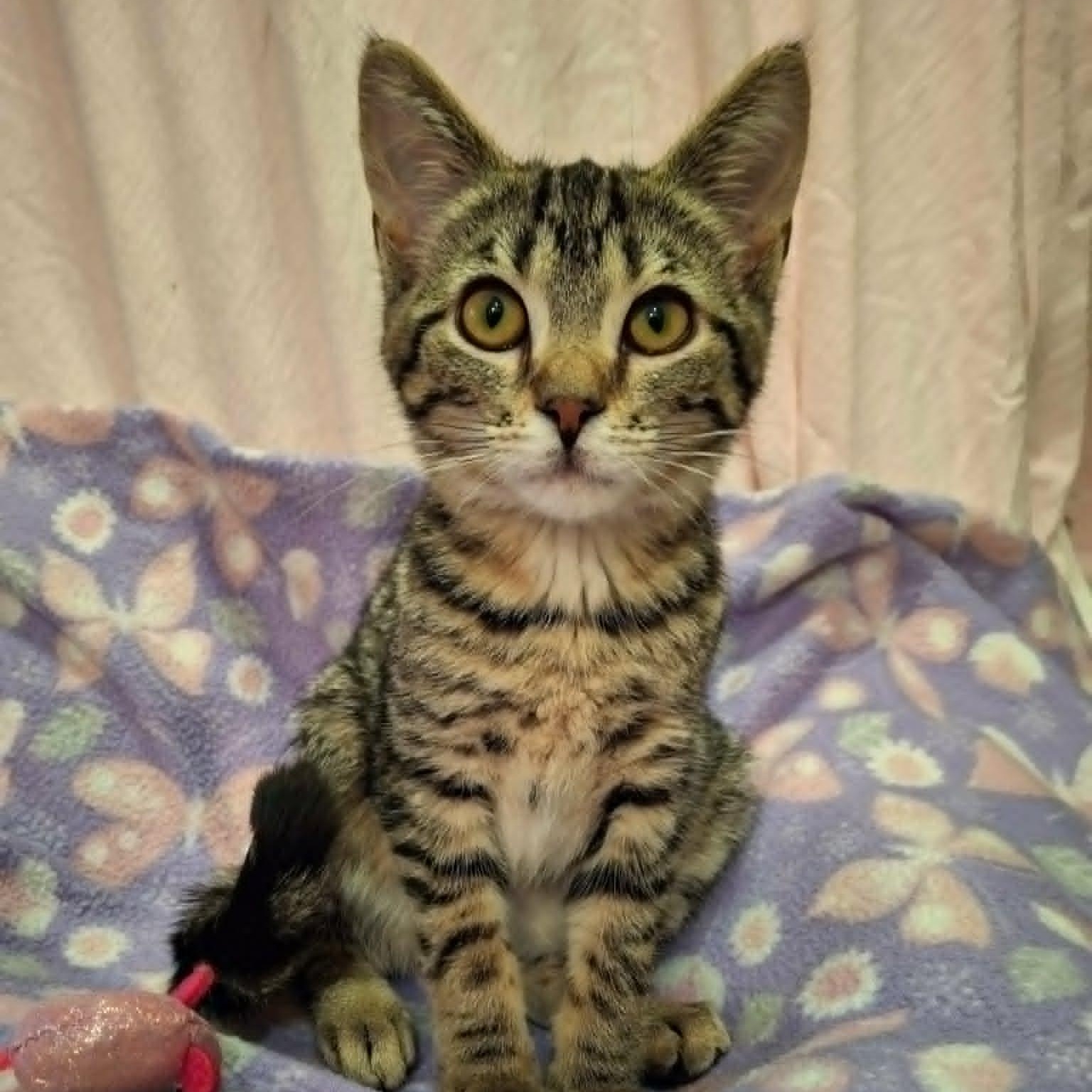 Enlarge Chickaree, a ADOPTABLE Domestic Short Hair in Watertown, WI image 4/6