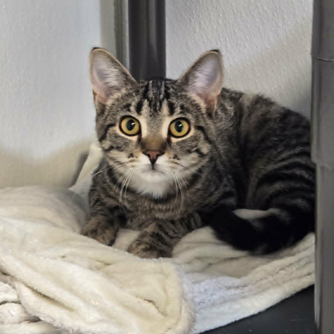 Chickaree, Adoptable, Kitten Female Domestic Short Hair.