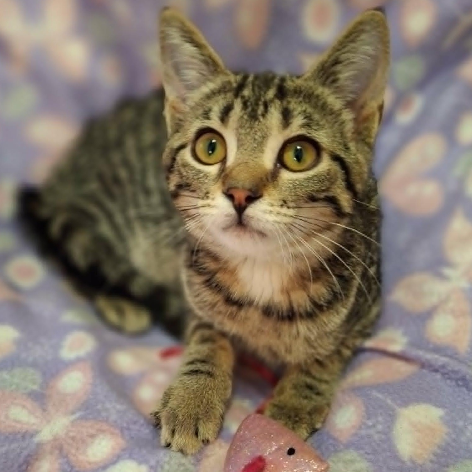 Enlarge Chickaree, a ADOPTABLE Domestic Short Hair in Watertown, WI image 2/6