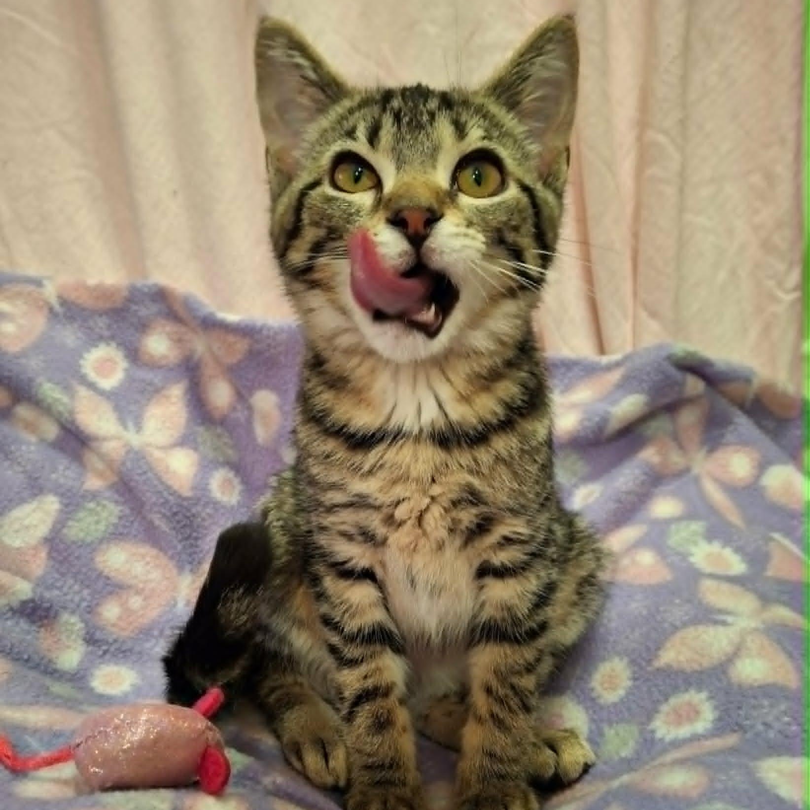 Enlarge Chickaree, a ADOPTABLE Domestic Short Hair in Watertown, WI image 6/6