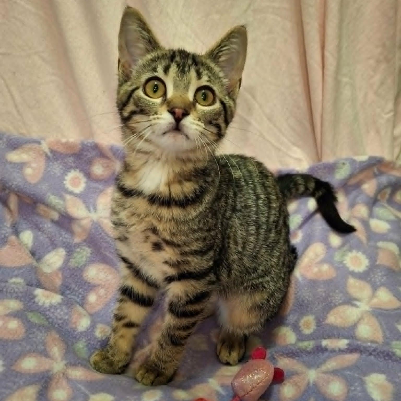 Chickaree, ADOPTABLE, Kitten Female Domestic Short Hair.