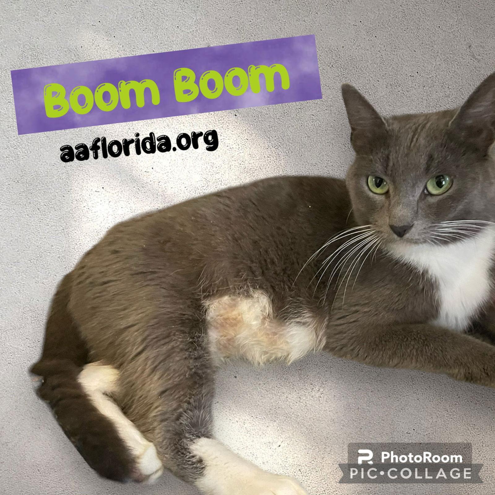 Enlarge Boom Boom, a Adoptable mixed breed in Pensacola, FL image 1/1