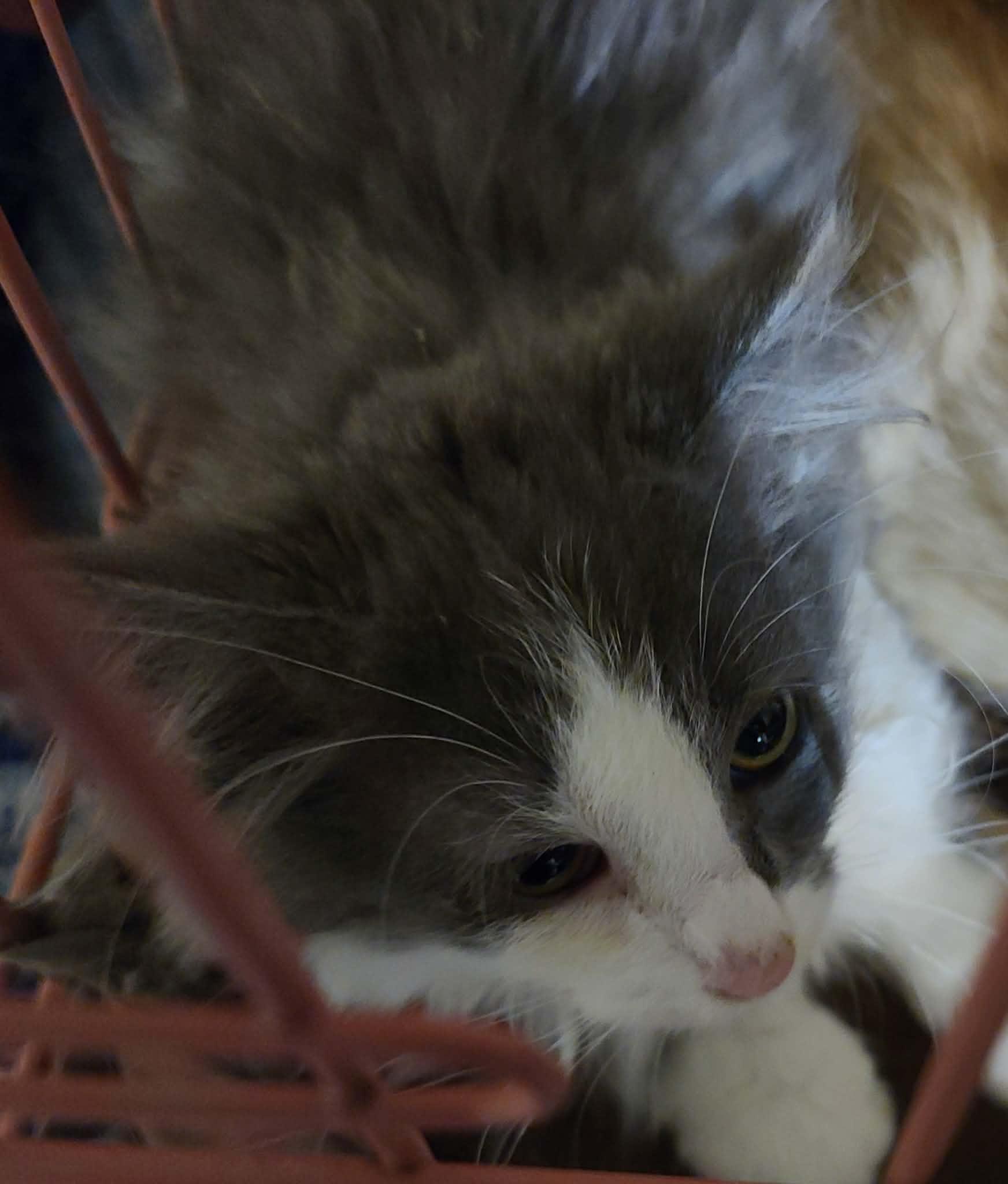 Dante, ADOPTABLE, Young Male Domestic Long Hair.