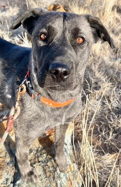 Enlarge Bella, an adopted mixed breed in San Luis, CO image 3/3