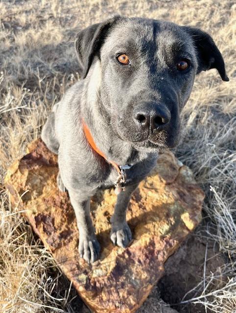 Enlarge Bella, an adopted mixed breed in San Luis, CO image 2/3
