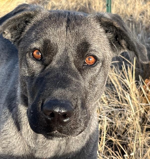 Bella, adopted, Young Female Labrador Retriever.