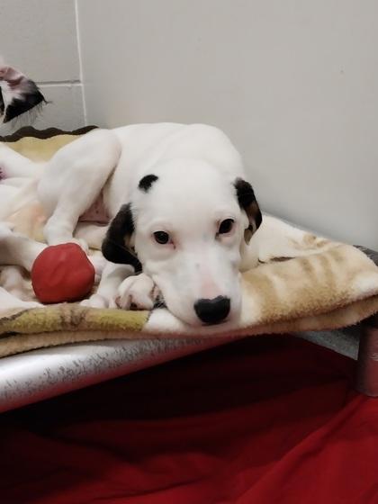 Enlarge Eevee, a Adoptable mixed breed in Beatrice, NE image 1/1
