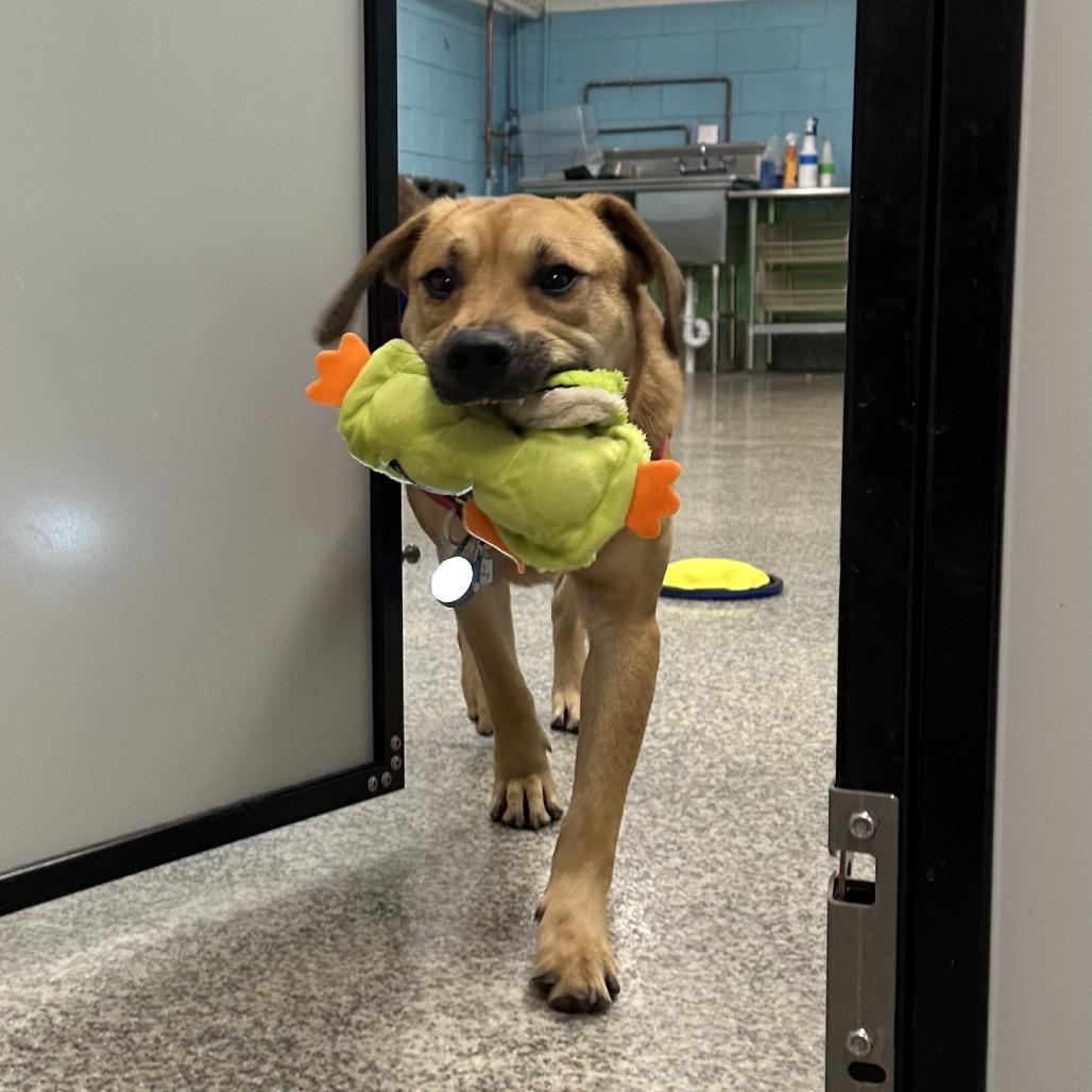 Enlarge Big Kenny, a Adoptable mixed breed in Falls Church, VA image 1/6