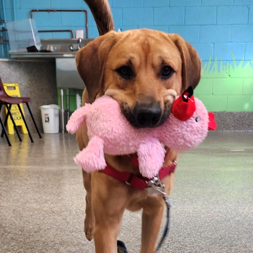 Enlarge Big Kenny, a Adoptable mixed breed in Falls Church, VA image 3/6