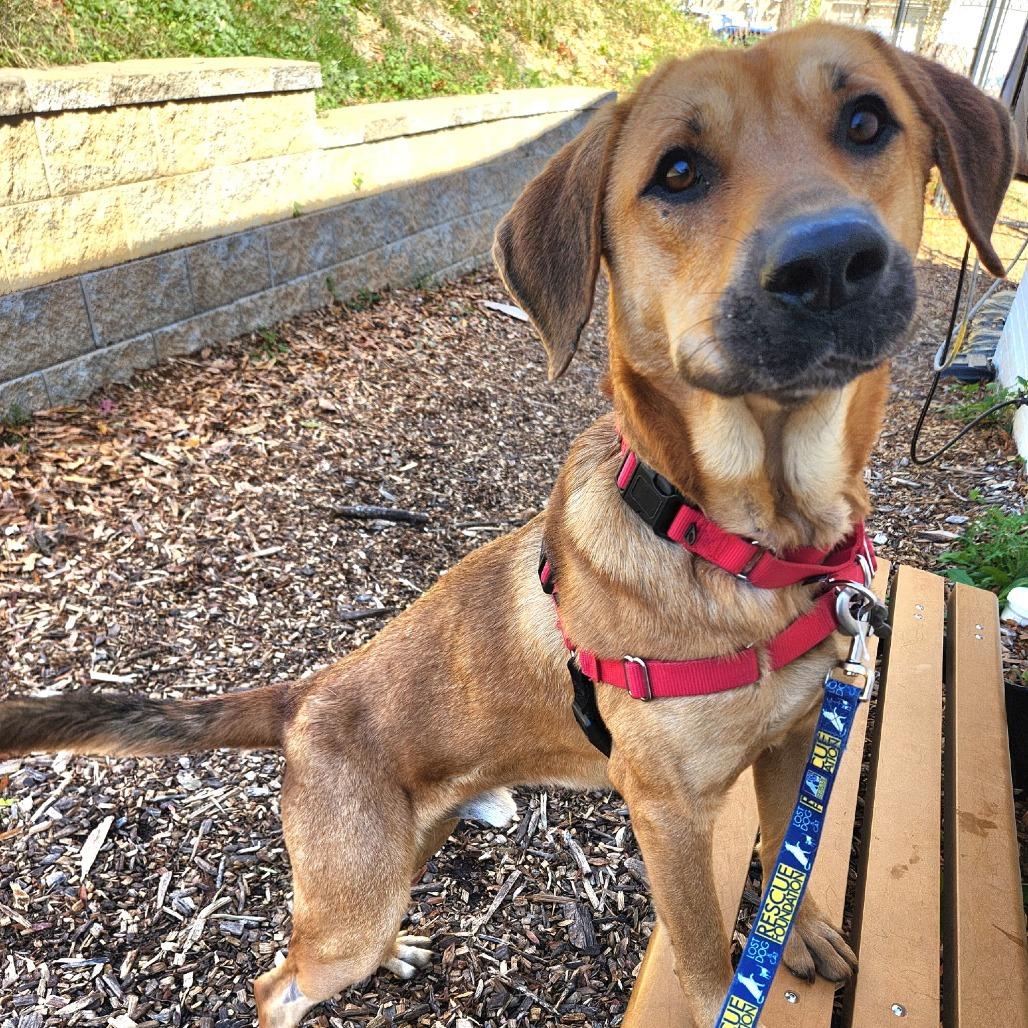 Enlarge Big Kenny, a Adoptable mixed breed in Falls Church, VA image 4/6