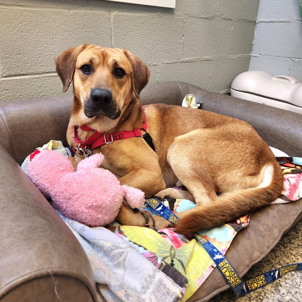 Enlarge Big Kenny, a Adoptable mixed breed in Falls Church, VA image 6/6