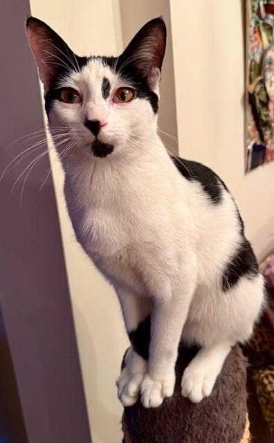 Turtle, a Adopted Domestic Short Hair in New York, NY image 2/4