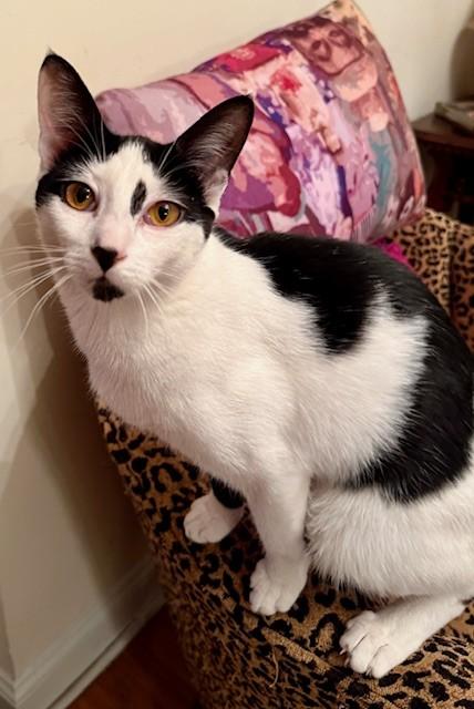 Turtle, Adopted, Young Female Domestic Short Hair.