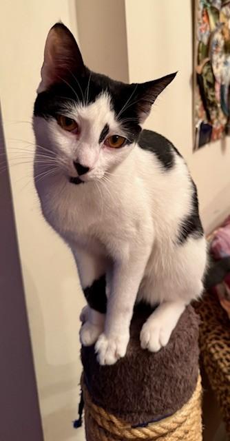 Turtle, a Adopted Domestic Short Hair in New York, NY image 3/4