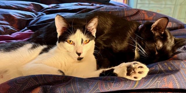 Turtle, a Adopted Domestic Short Hair in New York, NY image 4/4