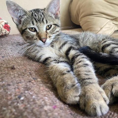 Neil C68989, Adoptable, Young Male Domestic Short Hair.