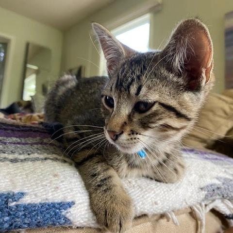 Enlarge Neil C68989, a Adoptable Domestic Short Hair in Minnetonka, MN image 2/6
