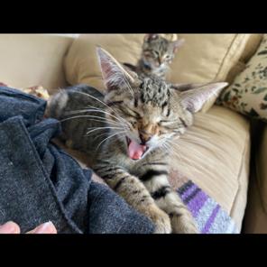 Enlarge Neil C68989, a Adoptable Domestic Short Hair in Minnetonka, MN image 3/6