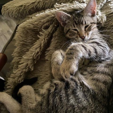 Enlarge Neil C68989, a Adoptable Domestic Short Hair in Minnetonka, MN image 4/6