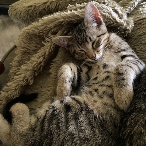 Enlarge Neil C68989, a Adoptable Domestic Short Hair in Minnetonka, MN image 5/6