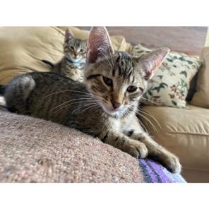 Enlarge Neil C68989, a Adoptable Domestic Short Hair in Minnetonka, MN image 6/6