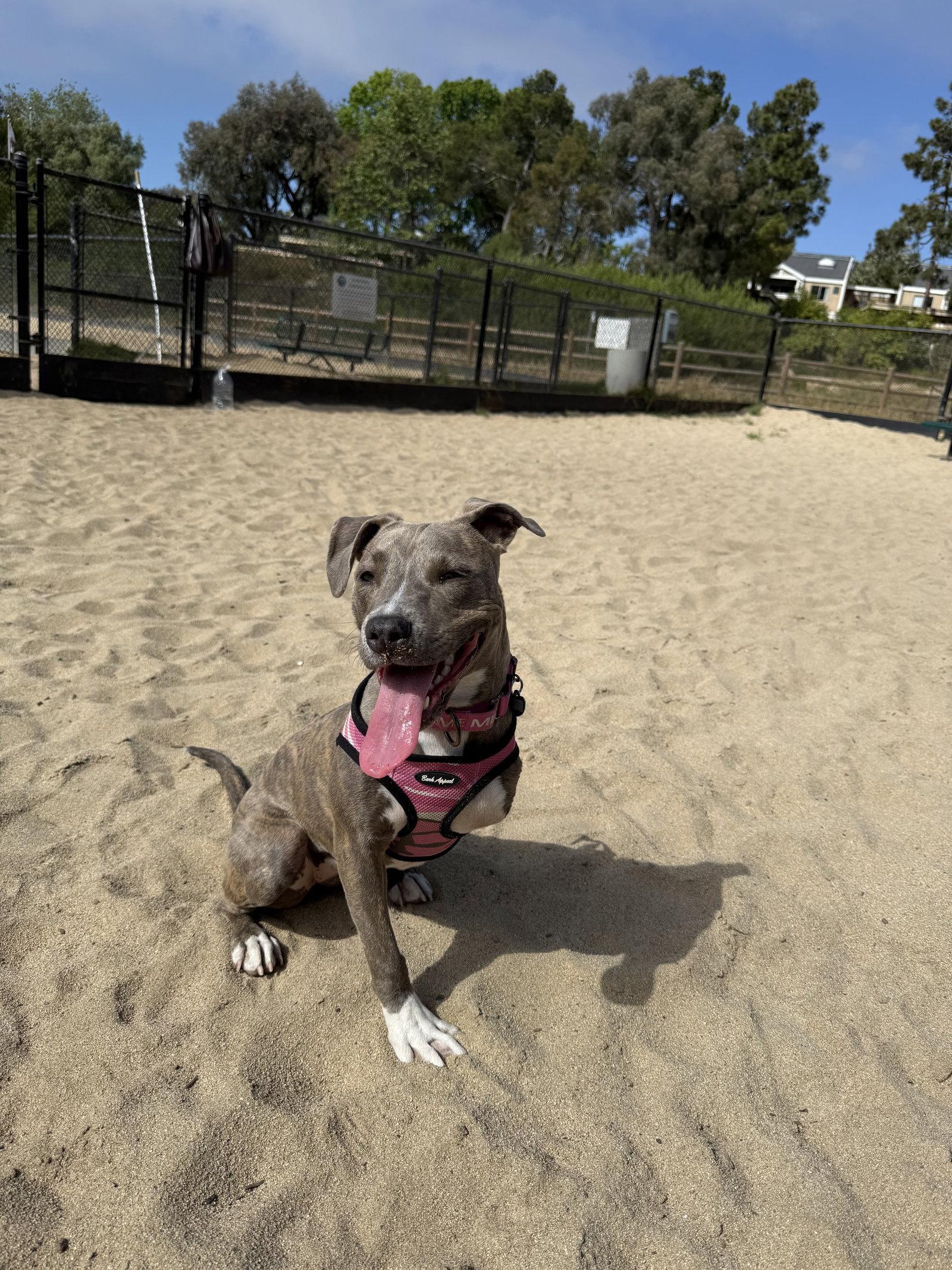 Enlarge Mia, a Adoptable mixed breed in Capistrano Beach, CA image 1/3