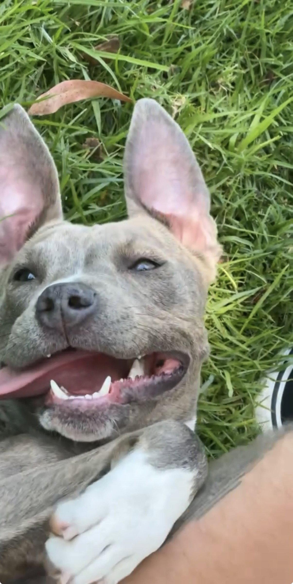 Enlarge Mia, a Adoptable mixed breed in Capistrano Beach, CA image 2/3