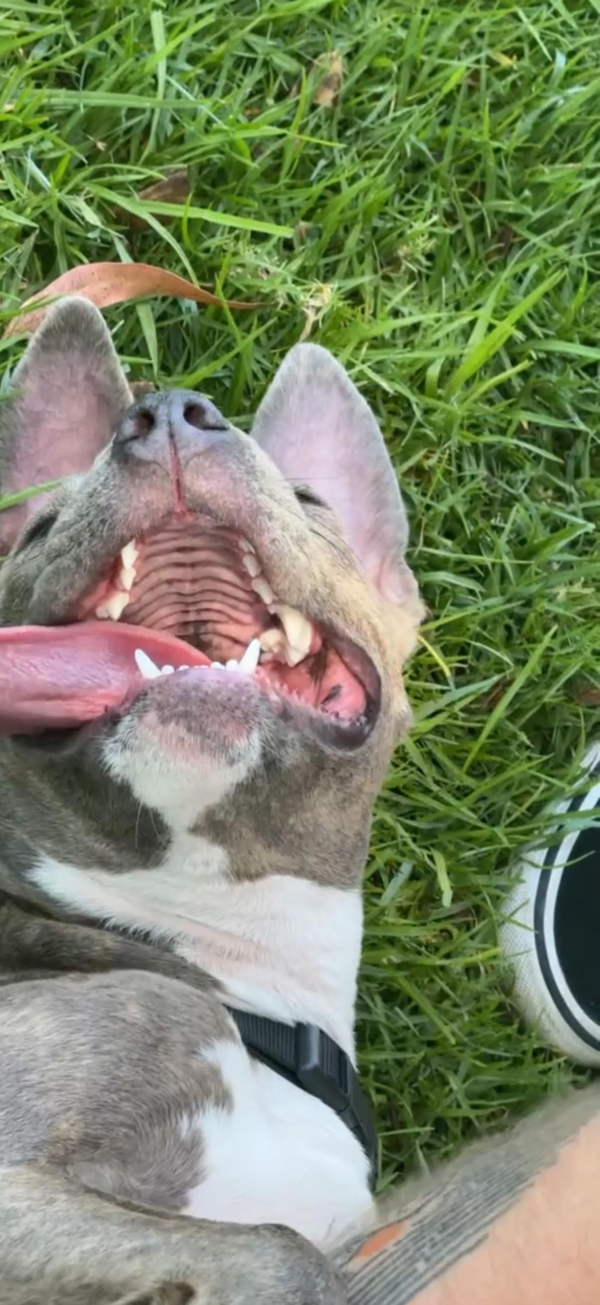 Enlarge Mia, a Adoptable mixed breed in Capistrano Beach, CA image 3/3