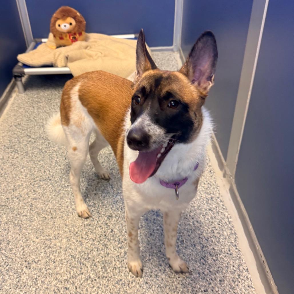 Piper, a Adoptable mixed breed in Great Falls, MT image 1/2